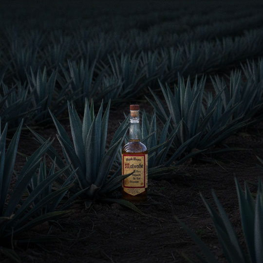 Malvado Mezcal Social Media Design Work Coconut Sundays Creative Studios